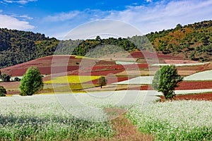 Fields landscaped Shan state Myanmar