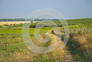 Fields in late summer