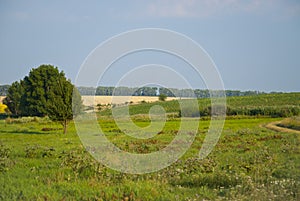 Fields in late summer