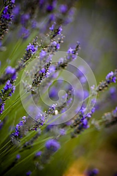 Campo de lavanda 