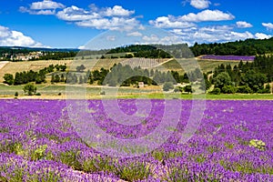 Fields of lavender on the Albion plateau, France photo