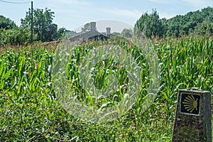 Fields of maize photo