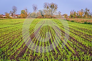 Fields in Masovia region, near Brochow village, Poland