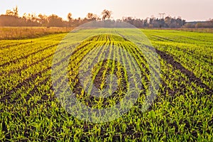 Fields in Masovia region photo