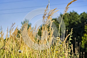 Fields and meadows