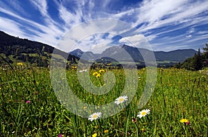 Fields and meadows in Alps