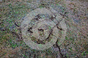 Fields and meadows in autumn were occupied by mice and voles. they make burrows and creep into them in case of danger.