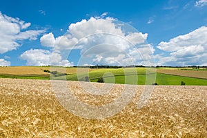 Fields, meadows, clouds. Wheat fields in agrarian landscape in early summer.