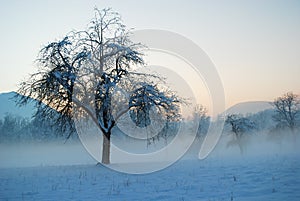 The fields and meadows are immersed in the morning mist