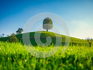 Fields and meadows. Natural landscape in summer time. Tree on top of the hill. Landscape before sunset.