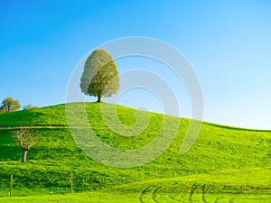 Fields and meadows. Natural landscape in summer time. Tree on top of the hill. Landscape before sunset.