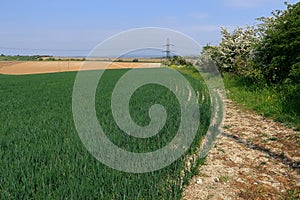 Fields and Meadows of the North Kent Countryside