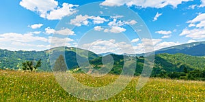 fields and meadows of rural landscape in summer.