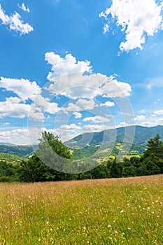 fields and meadows of rural landscape in summer.