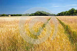 Fields and meadows of the Sjelland, Denmark