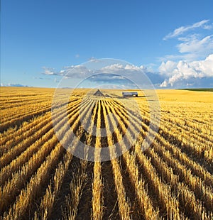 The fields of Montana