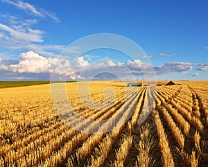 The fields of Montana