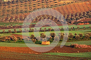 Fields in Morocco