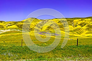 Fields  and mountains covered in wildflowers during a super bloom, Carrizo Plain National Monument, Central California
