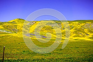 Fields  and mountains covered in wildflowers during a super bloom, Carrizo Plain National Monument, Central California