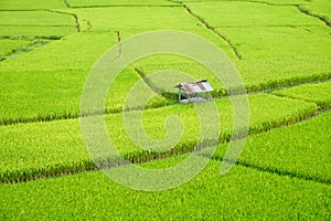 Fields in Nan, Thailand
