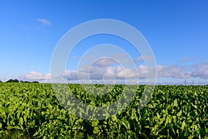 Fields near the traditional French village of Saint Sylvain in Europe, France, Normandy, towards Veules les Roses, in summer on a