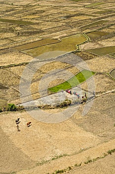 Fields in Nepal