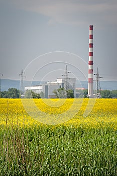 Fields of oilseed