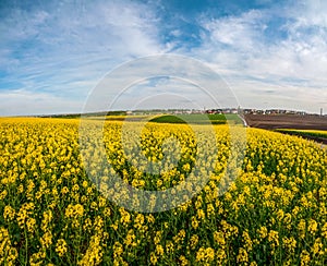 Fields of Oilseed Rape in Bloom and blue sky