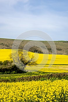 Fields of oilseed rape crops in the spring sunshine