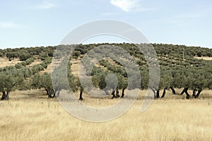 Fields of olive trees and cereals in Castilla la Mancha, Spain