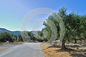 Fields of olive trees and the road between them.