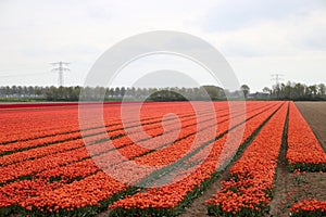 Fields of orange tulips in a row on the island Goeree Overflakkee during springtime in the Netherlands.