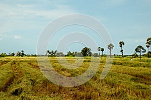 Fields with palm sugar trees