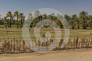 Fields and palms near Kerma, Sud photo