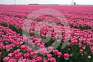 Fields with pink tulips