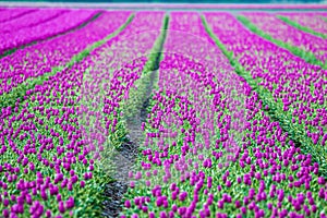 Fields with pink tulips in the dutch Noordoostpolder near Ens photo