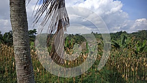 rice fields planted with corn