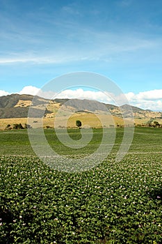 Fields planted with potatoes in bloom