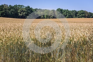 Fields in Poland