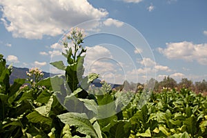 Fields with potato cultivation, flowers