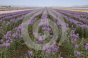 Fields of Purple Flowers