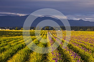Fields of Purple Iris at Sunset