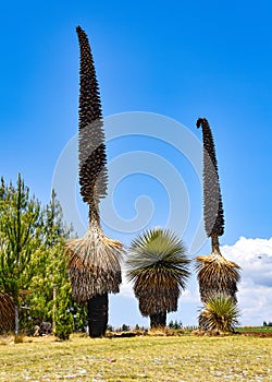 Giant Puya Raimondi, growing in the Andes near Ayacucho, Peru photo