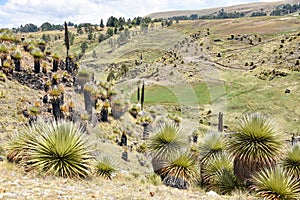 Giant Puya Raimondi, growing in the Andes near Ayacucho, Peru photo