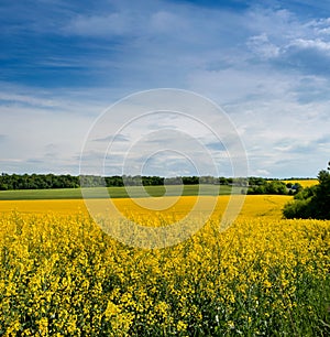 Fields with rapeseed with blue sky, canola rapese is a plant for green industry. Focus on a flower