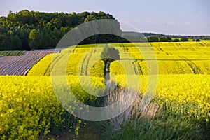Fields of rapeseed cultivation Lubelszczyzna