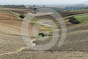 Pšenica zasadený poľnohospodárstvo pozemky 