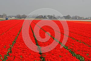 Fields with red tulips