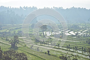 Fields Of Rice In Morning Mist